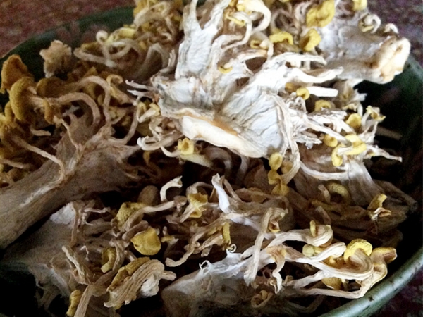 乾燥珊瑚菇