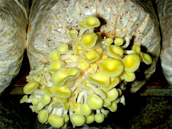 生鮮珊瑚菇
