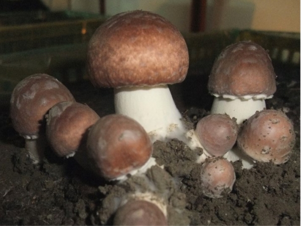 生鮮巴西蘑菇