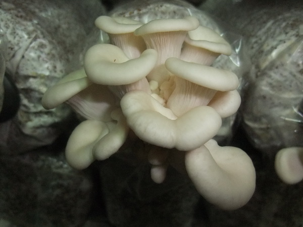 生鮮白玉菇